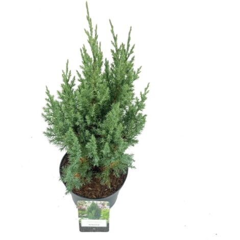  Ginepro D'Irlanda "Juniperus Communis Hibernica" Pianta In Vaso 14 Cm