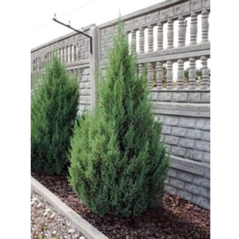  Ginepro D'Irlanda "Juniperus Communis Hibernica" Pianta In Vaso 14 Cm