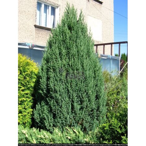  Ginepro D'Irlanda "Juniperus Communis Hibernica" Pianta In Vaso 14 Cm