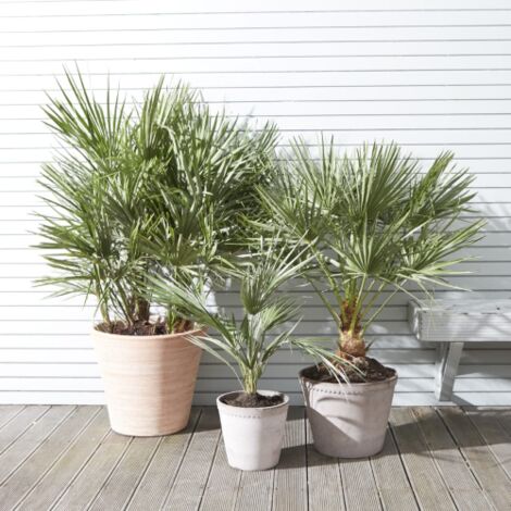  Palma Cinese A Ventaglio "Chamaerops Excelsa" Pianta In Vaso 9 Cm