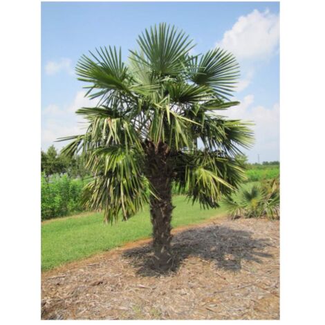  Palma Cinese A Ventaglio "Chamaerops Excelsa" Pianta In Vaso 9 Cm