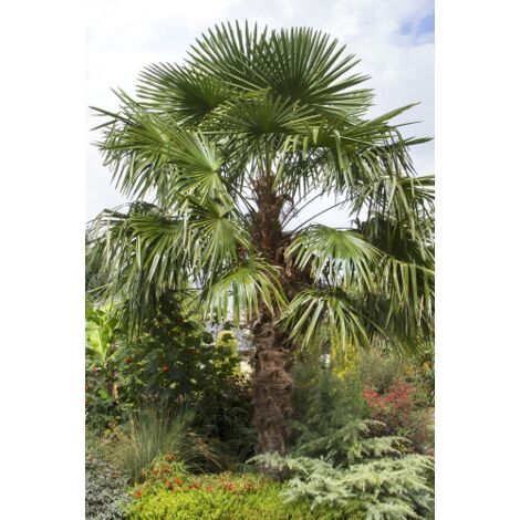  Palma Cinese A Ventaglio "Chamaerops Excelsa" Pianta In Vaso 9 Cm