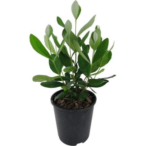  Feijoa "Acca Sellowiana" Guayabo Del Brasile Pianta In Vaso Biodegradabile