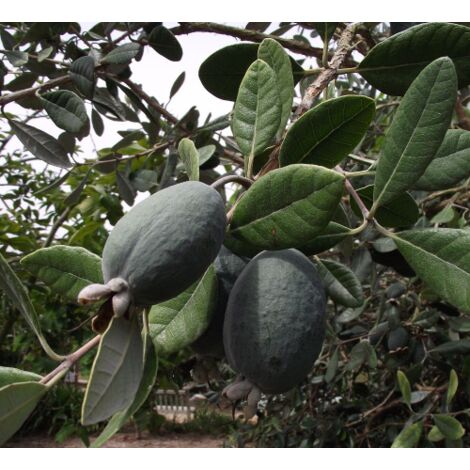  Feijoa "Acca Sellowiana" Guayabo Del Brasile Pianta In Vaso Biodegradabile