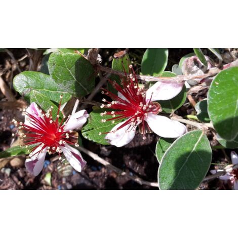  Feijoa "Acca Sellowiana" Guayabo Del Brasile Pianta In Vaso Biodegradabile