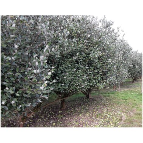  Feijoa "Acca Sellowiana" Guayabo Del Brasile Pianta In Vaso Biodegradabile