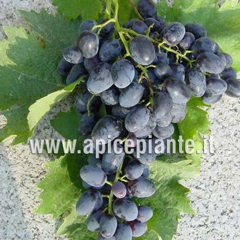  Vite Pizzutello Nero - V. 15 X 15 Cm - Uva Da Tavola - Apice Piante
