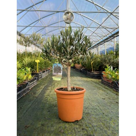  Olivo Ulivo "Olea Europea" Bonsai Bellissima Pianta In Vaso 20 Cm FOTO REALI
