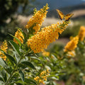  Buddleja Weyeriana Sungold "Albero Delle Farfalle" Pianta In Vaso 9 Cm