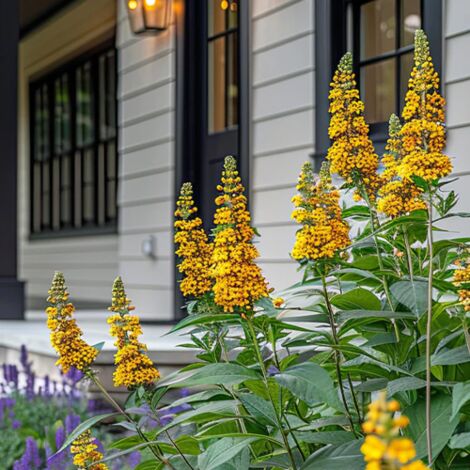 Buddleja Weyeriana Sungold "Albero Delle Farfalle" Pianta In Vaso 9 Cm