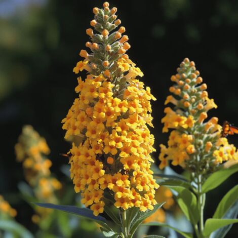  Buddleja Weyeriana Sungold "Albero Delle Farfalle" Pianta In Vaso 9 Cm