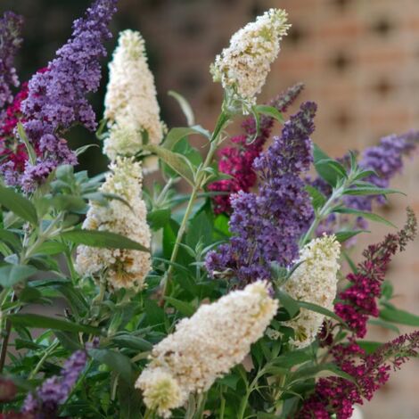  Buddleja Davidii Tricolor "Albero Delle Farfalle" Pianta In Vaso 18 Cm