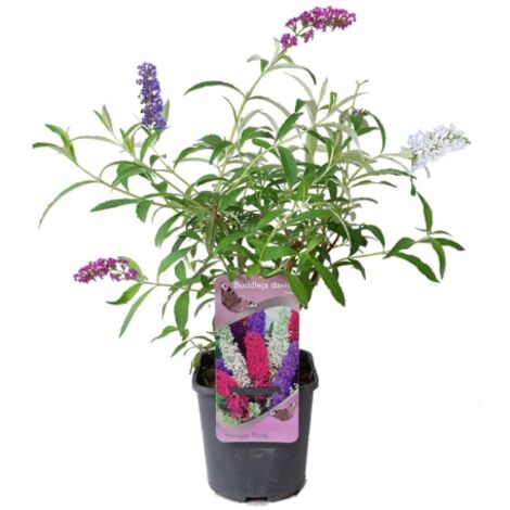  Buddleja Davidii Tricolor "Albero Delle Farfalle" Pianta In Vaso 18 Cm