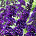  Buddleja Davidii Black Knight "Albero Delle Farfalle" Pianta In Vaso 9 Cm