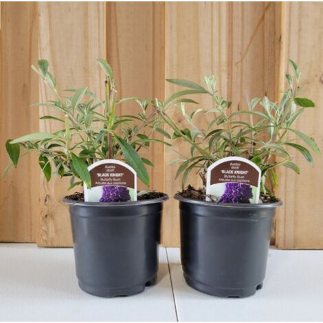  Buddleja Davidii Black Knight "Albero Delle Farfalle" Pianta In Vaso 9 Cm