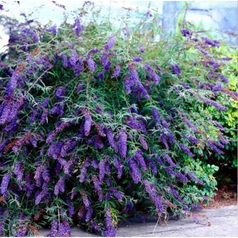  Buddleja Davidii Black Knight "Albero Delle Farfalle" Pianta In Vaso 9 Cm