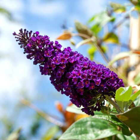  Buddleja Davidii Black Knight "Albero Delle Farfalle" Pianta In Vaso 9 Cm