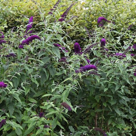  Buddleja Davidii Black Knight "Albero Delle Farfalle" Pianta In Vaso 9 Cm