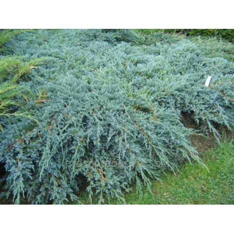  Ginepro Cinese "Juniperus Chinensis Blue Alps" Pianta Tappezzante In Vaso H. 40/60 Cm