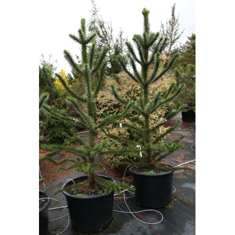  Pino Del Cile "Araucaria Araucana" Pino Del Parana' Pianta In Vaso 19 Cm H. 25/30 Cm