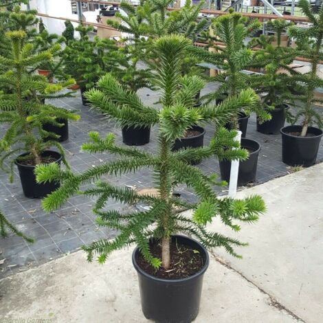  Pino Del Cile "Araucaria Araucana" Pino Del Parana' Pianta In Vaso 19 Cm H. 25/30 Cm