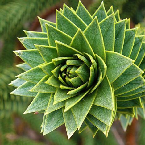  Pino Del Cile "Araucaria Araucana" Pino Del Parana' Pianta In Vaso 19 Cm H. 25/30 Cm