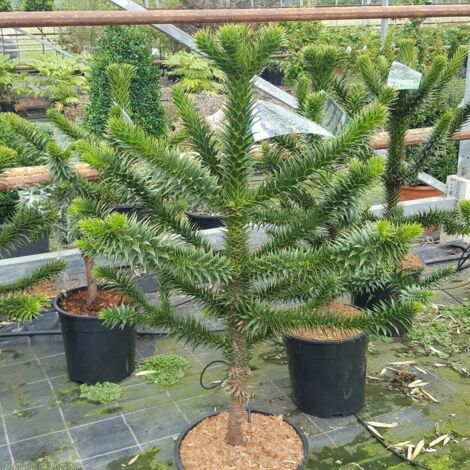  Pino Del Cile "Araucaria Araucana" Pino Del Parana' Pianta In Vaso 19 Cm H. 25/30 Cm