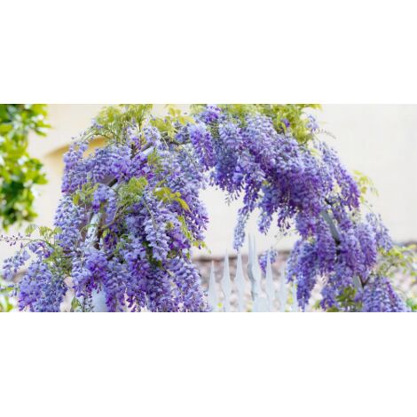  Glicine "Wisteria" Pianta Rampicante In Vaso 20 Cm H. 170/200 Cm Con Canna
