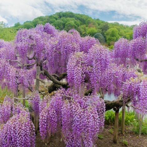  Glicine "Wisteria" Pianta Rampicante In Vaso 20 Cm H. 170/200 Cm Con Canna