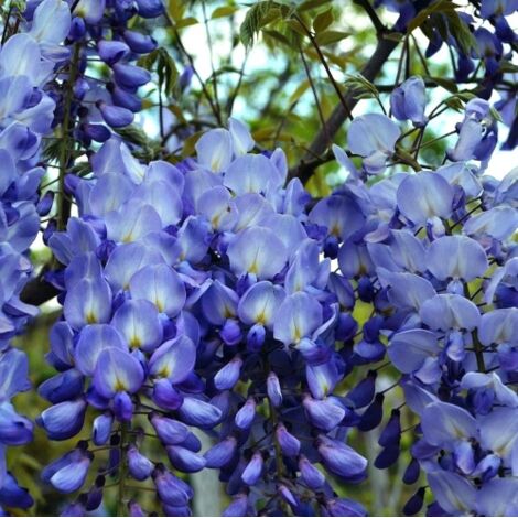  Glicine "Wisteria" Pianta Rampicante In Vaso 20 Cm H. 170/200 Cm Con Canna