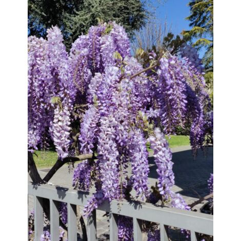  Glicine "Wisteria" Pianta Rampicante In Vaso 20 Cm H. 170/200 Cm Con Canna