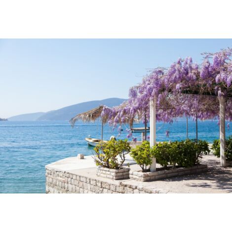  Glicine "Wisteria" Pianta Rampicante In Vaso 20 Cm H. 170/200 Cm Con Canna