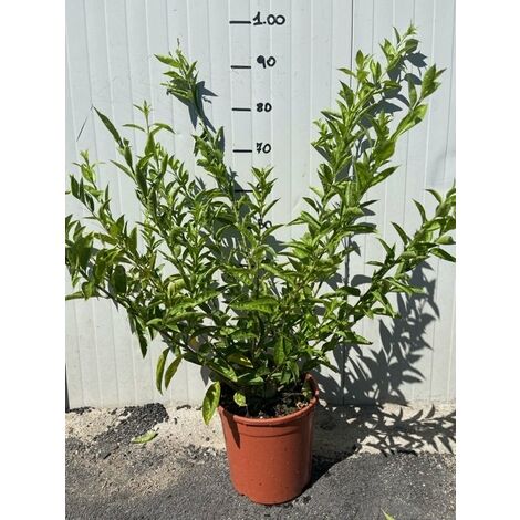 Pianta Di Cestrum Nocturnum O Gelsomino Notturno Vaso 24cm Foto Reali