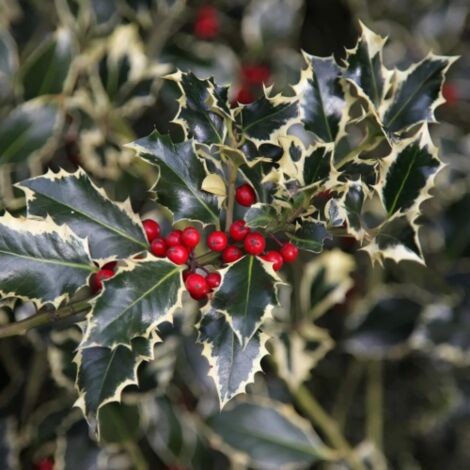  Agrifoglio Variegato "Ilex Aquifolium Argentea Marginata" Pungitopo Pianta In Vaso Biodegradabile