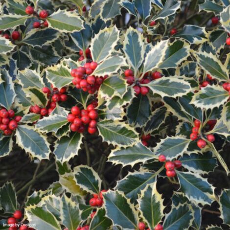  Agrifoglio Variegato "Ilex Aquifolium Argentea Marginata" Pungitopo Pianta In Vaso Biodegradabile