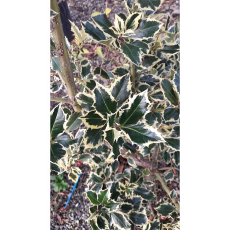  Agrifoglio Variegato "Ilex Aquifolium Argentea Marginata" Pungitopo Pianta In Vaso Biodegradabile