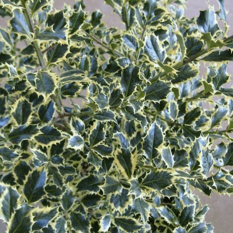  Agrifoglio Variegato "Ilex Aquifolium Argentea Marginata" Pungitopo Pianta In Vaso Biodegradabile