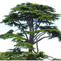  Cedro Del Libano "Cedrus Libani" Pianta In Vaso 13 Cm