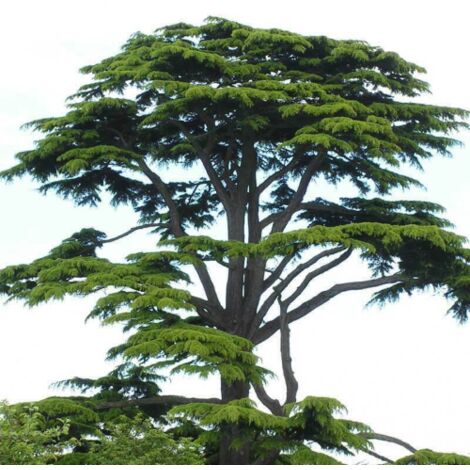  Cedro Del Libano "Cedrus Libani" Pianta In Vaso 13 Cm