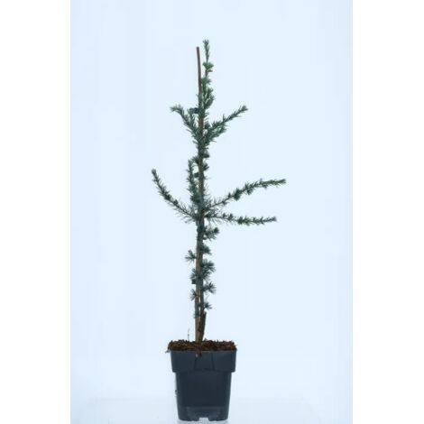  Cedro Del Libano "Cedrus Libani" Pianta In Vaso 13 Cm