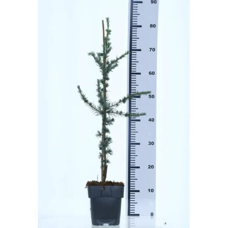  Cedro Del Libano "Cedrus Libani" Pianta In Vaso 13 Cm