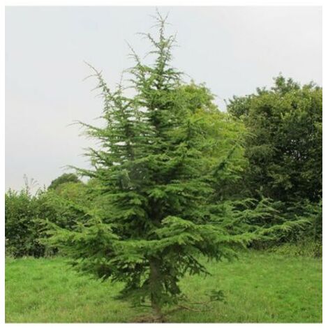  Cedro Del Libano "Cedrus Libani" Pianta In Vaso 13 Cm