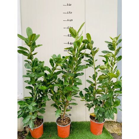  50 PIANTE DI LAURO CERASO LAUROCESASUS (LAUROCERASO) H 120/130CM SIEPI ALTE