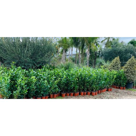  50 PIANTE DI LAURO CERASO LAUROCESASUS (LAUROCERASO) H 120/130CM SIEPI ALTE