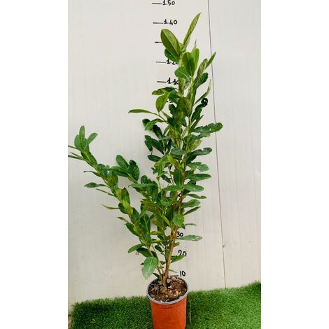  50 PIANTE DI LAURO CERASO LAUROCESASUS (LAUROCERASO) H 120/130CM SIEPI ALTE