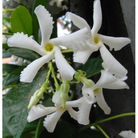  Gelsomino Falso "Rhyncospermum Jasminoides" Pianta In Vaso H. 40/60 Cm Con Canna