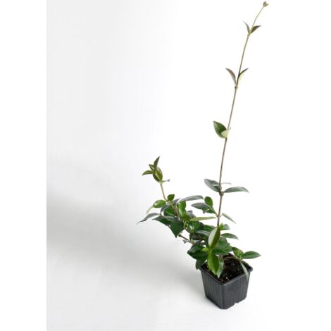  Gelsomino Falso "Rhyncospermum Jasminoides" Pianta In Vaso H. 40/60 Cm Con Canna