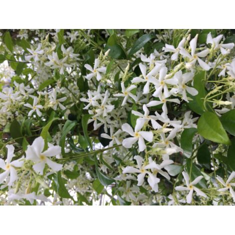  Gelsomino Falso "Rhyncospermum Jasminoides" Pianta In Vaso H. 40/60 Cm Con Canna
