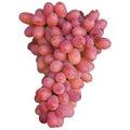  Pianta DI VITE Uva Vigna Da Tavola ARGENTINA APIRENA Senza Semi IN VASO 16 FOTO REALE AMDGarden