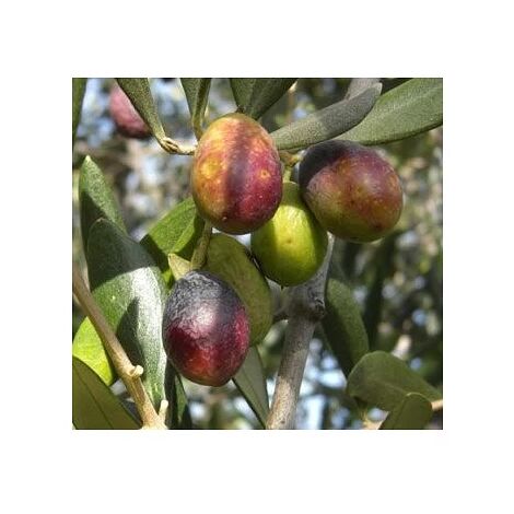  Olivo Taggiasca 5 Anni